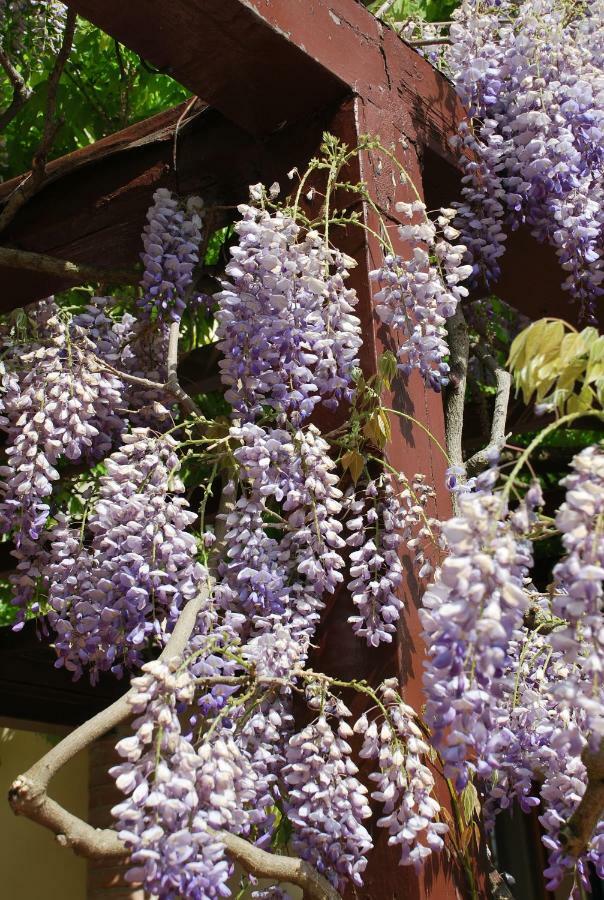 Casa Ai Pini Appartamento Panzano in Chianti Esterno foto